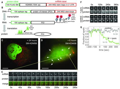 Real Time Quantification Of Single Rna Translation Dynamics In Living