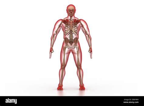 X Ray Illustration Of Human Body And Skeleton Stock Photo Alamy