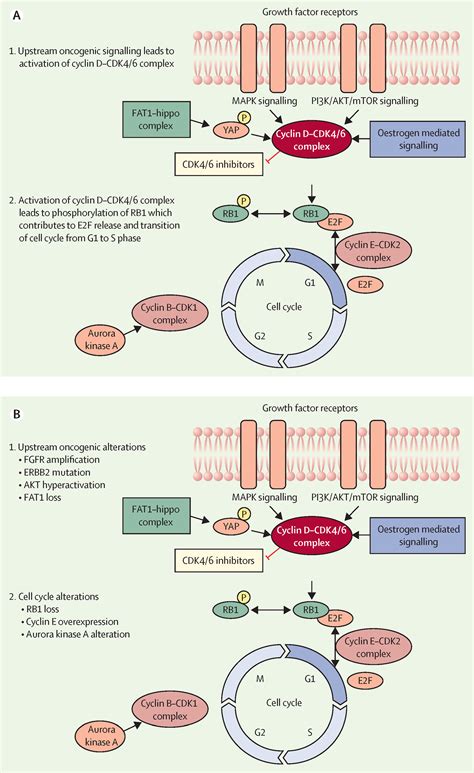 Cell Cycle Cyclin D