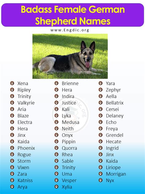 300+ Female German Shepherd Names (Most Popular) - EngDic