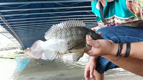 Kegiatan Tki Taiwan Saat Libur Datang Ikan Yg Melimpah Di Sungai