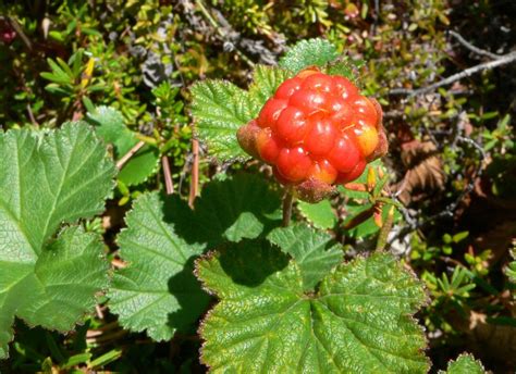 Морошка арктическая (Rubus chamaemorus) - лекарственное, чайное ...