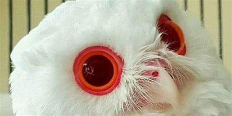 This Red-Eyed Owl Is 100% Real - The Dodo