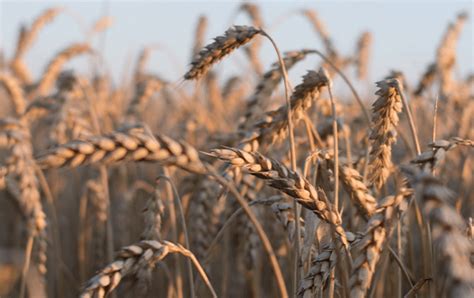 Imaginer l agriculture de Demain L Académie du Climat