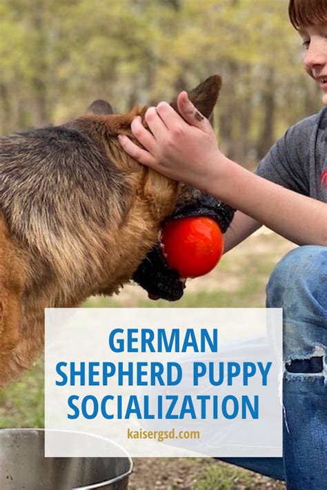 German Shepherd Puppy Socialization | Puppy socialization, German ...