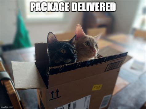 Package Delivered Imgflip