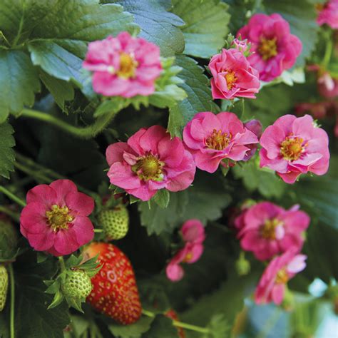 Земляника (клубника) 'Summer Breeze Rose'
