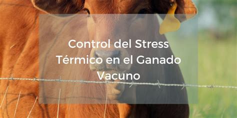 Control Del Stress Térmico En El Ganado Vacuno Nutriar Sa