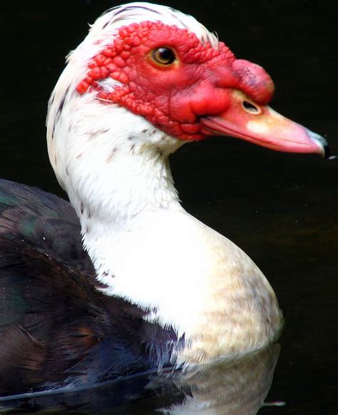 Red Faced Muscovy Duck Muscovy Duck Red Face And Bird