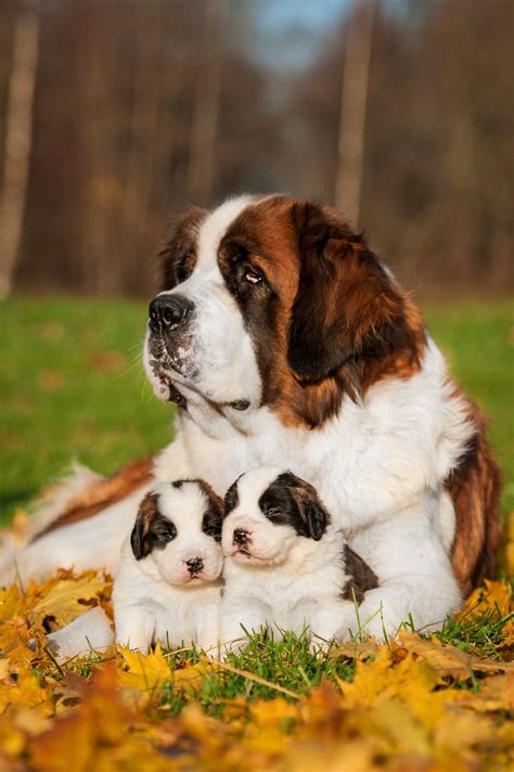 saint bernards wallpapers wallpaper cave
