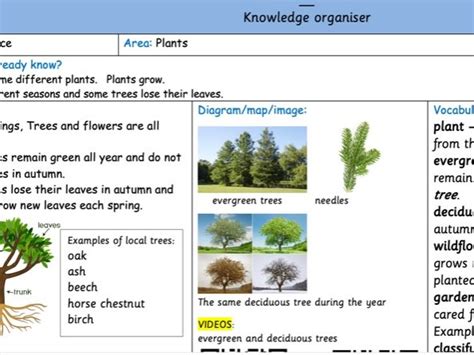 KS1 plants and evergreen and Deciduous trees (year 1&2) | Teaching ... 