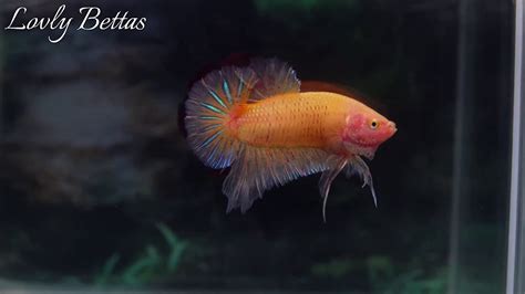 Yellow Vanda Hmpk Male Halfmoon Plakat Betta Fish Youtube