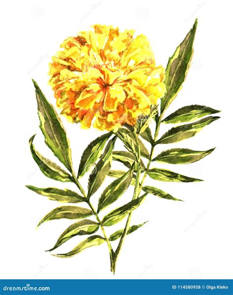 Watercolor Marigold Floral Illustration Flower For Design Stock