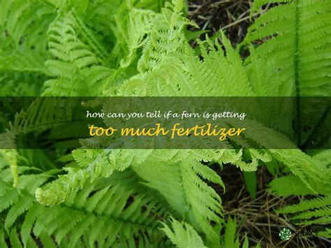 Spotting Signs Of Fertilizer Overdose In Ferns Shuncy