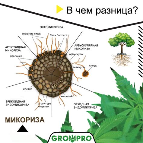 В чем разница микоризных препаратов?| Интернет магазин Growpro