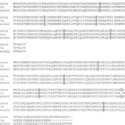 —Examples of genes with highly conserved intron-exon structures across ...