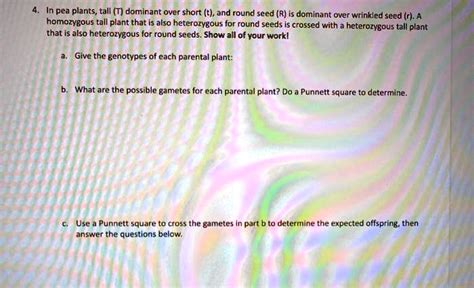 Solved In Pea Plants Tall T Is Dominant Over Short T And Round