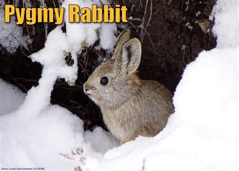 Pygmy Rabbit Facts, Pictures & Information: The World's Smallest Rabbit