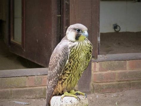 nuoi chim ung nhu  nao cach cham soc chim chuan nhat