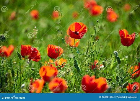 Papaveri In Fiore Rosso Alla Luce Del Tramonto Estivo Fiori Di Papavero