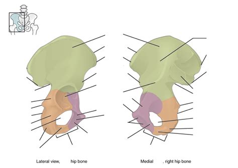 Coxal Bone Diagram Quizlet