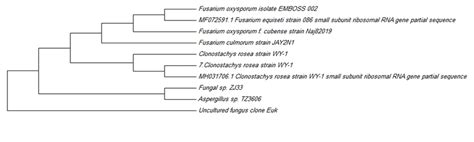 The Phylogenetic Tree Of Uncultivated Soil Fungi Among Identified Taxa