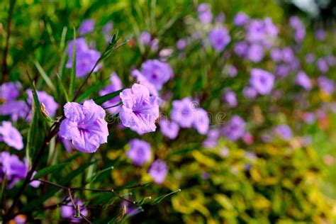 Ruellias Flower In Green Garden Stock Image Image Of Flower Annual