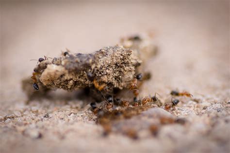 Dsc00049 Little Brown Ants Using Sony A6000 Commlite Ada Flickr