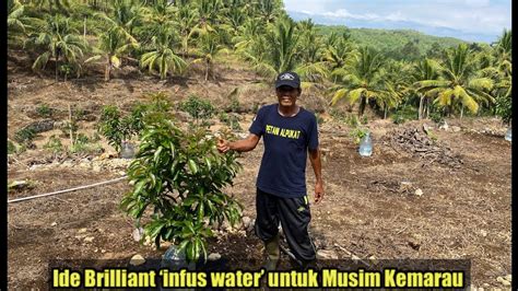 Ide Petani Alpukat Membuat Infus Water Cara Menanggulangi Musim