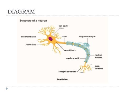 Neurons Types Pptx