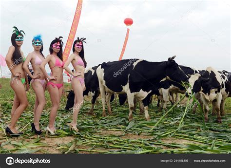 Bikini Dressed Models Pose Next Cows First Cow Beauty Contest Stock Editorial Photo