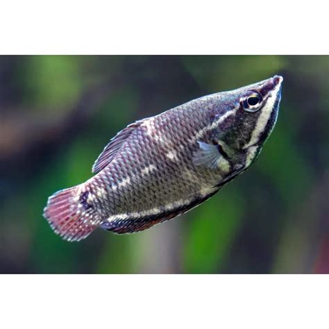 Jual Ikan Samurai Gourami Dwarf Gourami Mini Gurami Hias Ikan