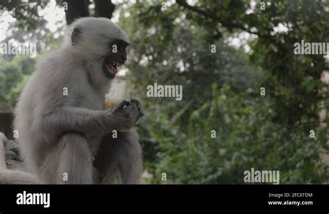 Grinning monkey Stock Videos & Footage - HD and 4K Video Clips - Alamy