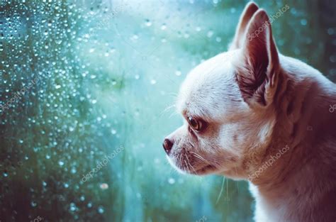 Descargar Triste Perro Chihuahua Mira A La Ventana — Imagen De Stock