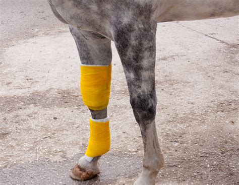 Applying a Standing Wrap for Bandage Support | EquiMed - Horse Health ...