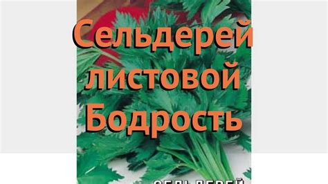 Сельдерей обыкновенный Бодрость (bodrost) 🌿 Бодрость обзор: как сажать ...