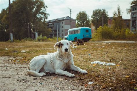 Cómo viven los perros de Chernóbil National Geographic en Español