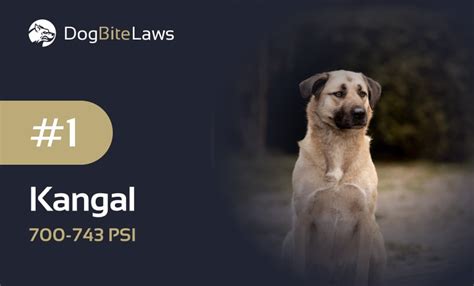 Kangal | Dog Bite Laws