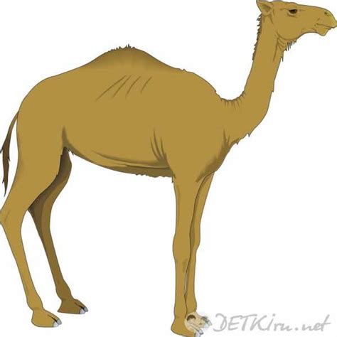 Картинки для детей нарисованные верблюд – Верблюд картинки для детей ...