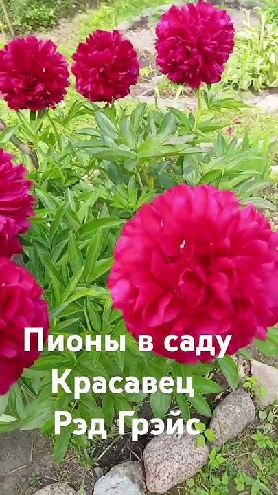 Пион Рэд Грэйс - YouTube