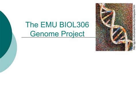 Mycobacterium tuberculosis | PPT 