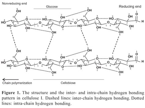 SciELO Brasil Structure Organization And Functions Of Cellulose