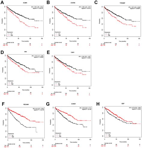 Screening Identification And Validation Of Ccnd And Pecam Cd For