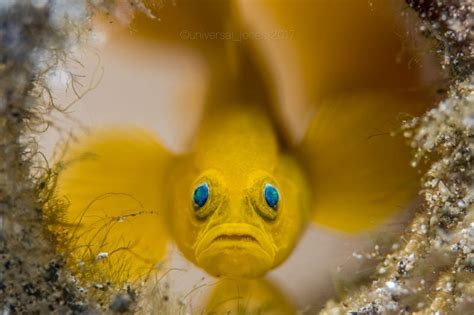 Weekly Underwater Hot Shot Week 15 By Wayne Jones UnderwaterPhotography Blog