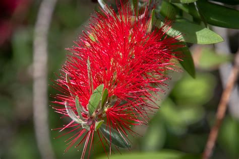 Red Flower Red Bottlebrush Free Stock Photo Public Domain Pictures