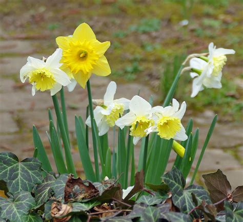 Narzissen Daffodils Narzissus HEN Magonza Flickr