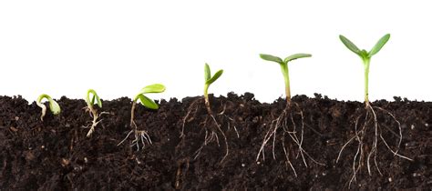 Growing Plants