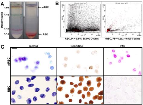 Characterization Of Rbc And Nrbc Cellular Fractions A Appearance Of