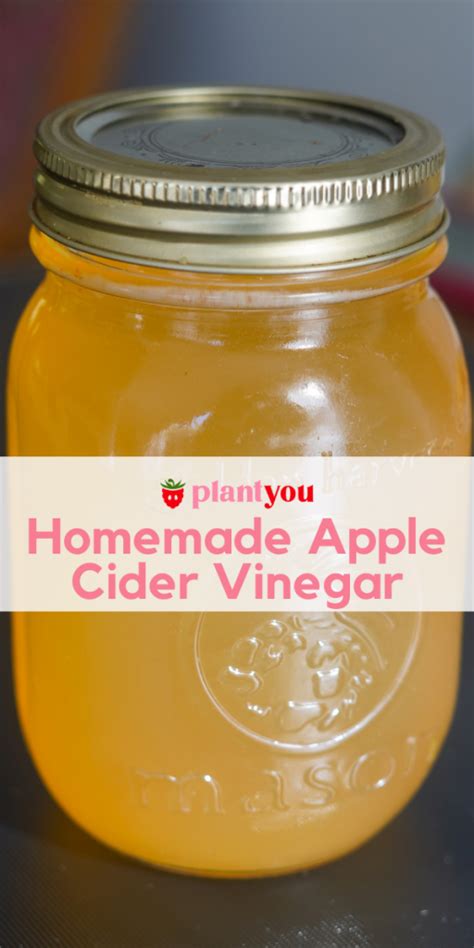 How To Make Homemade Apple Cider Vinegar Plantyou