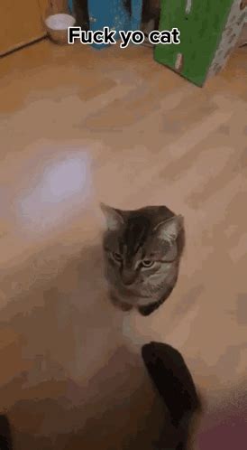 Fuck This Fuck This Cat Discover Share Gifs